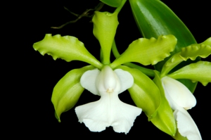 Cattleya aclandii Sunset Valley Orchids AM/AOS 82 pts.